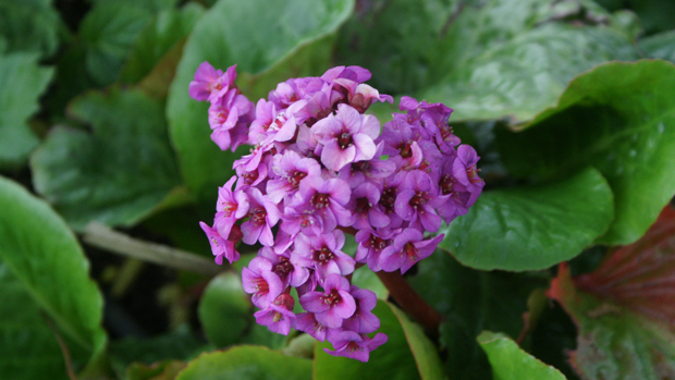 Bergenia