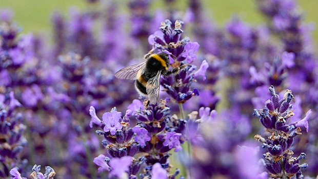 Lavender 