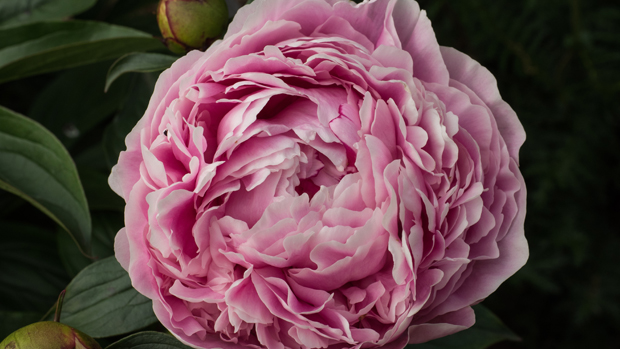 Peony 