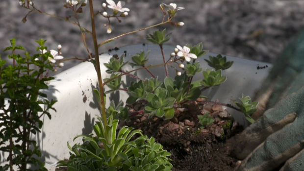 Saxifraga Alan Hayhurst