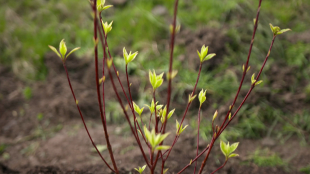 Dogwood