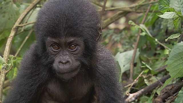 Anifeiliaid Bach y Byd