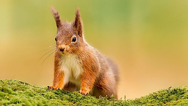 Nol o'r Dibyn gyda Iolo Williams