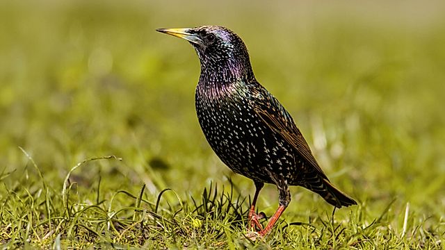 Nol o'r Dibyn gyda Iolo Williams