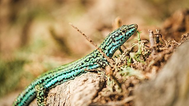 Nol o'r Dibyn gyda Iolo Williams