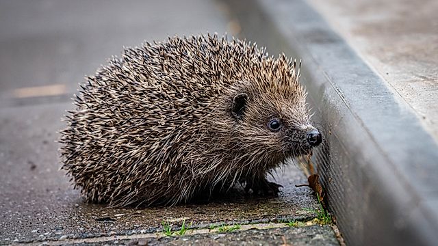 Nol o'r Dibyn gyda Iolo Williams