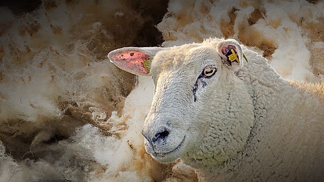 Pencampwriaeth Cneifio'r Byd