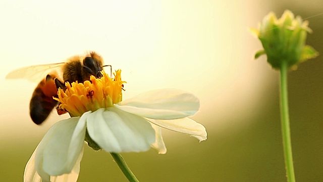 Blodau