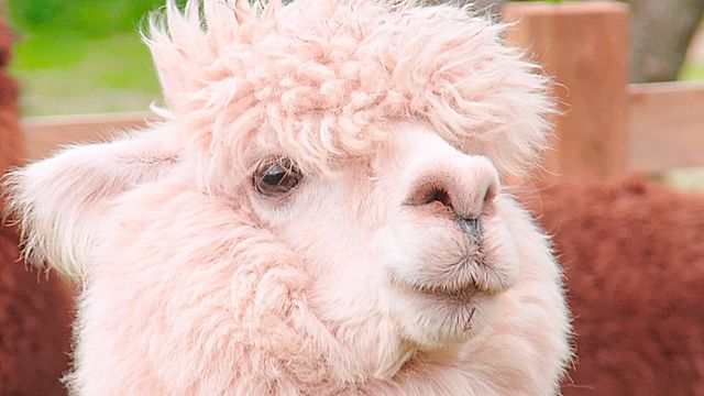 Sigldigwt